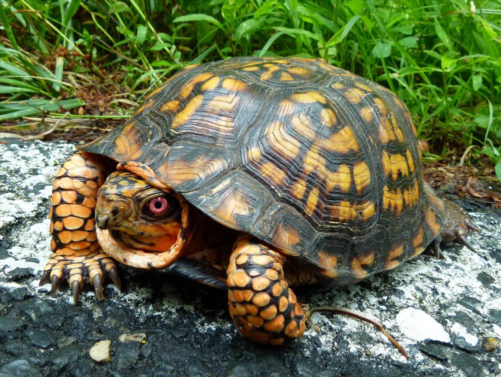 Eastern Box Turtle