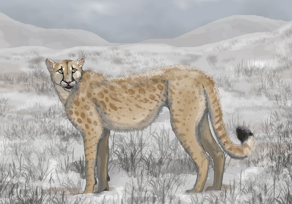 American Cheetah 2