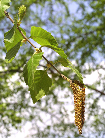 River Birch