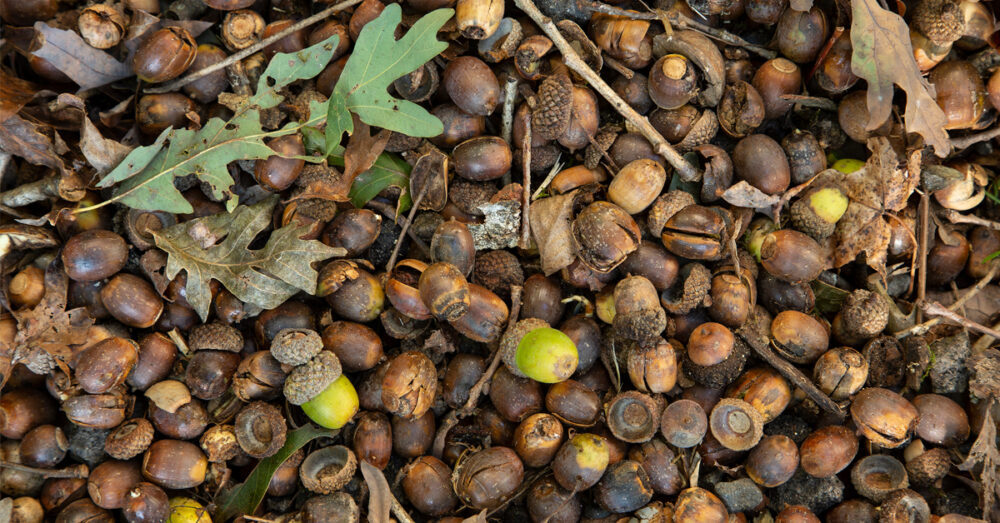 Oak Trees & Acorns