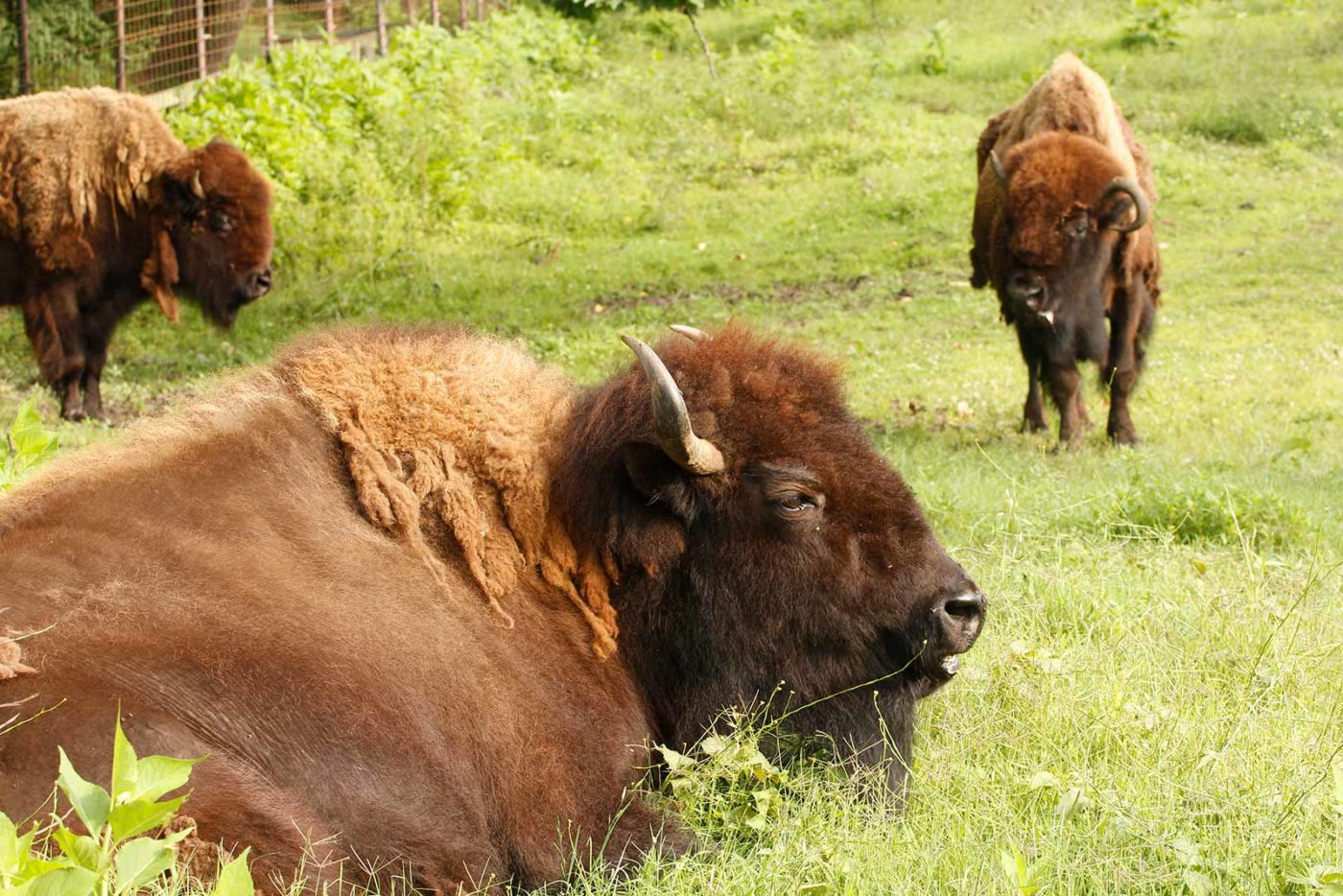 American Bison