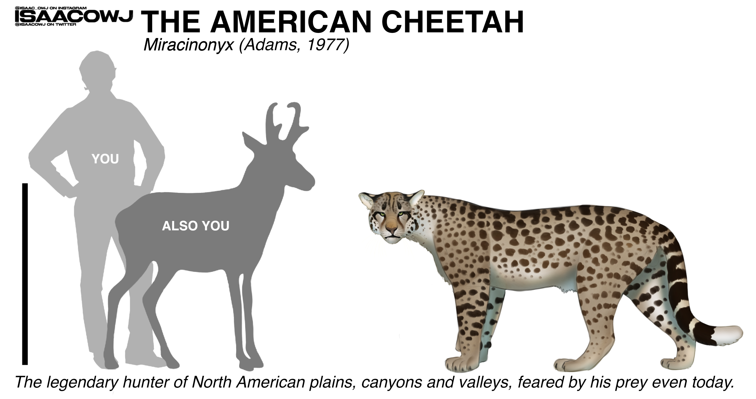 American Cheetah 1