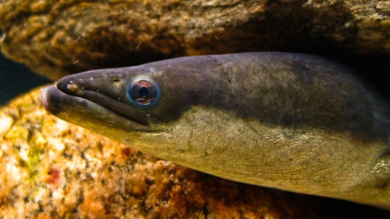 American Eel