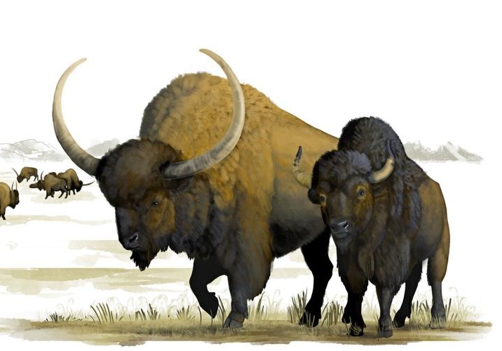 Ancient Bison