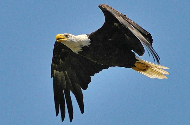 Bald Eagle
