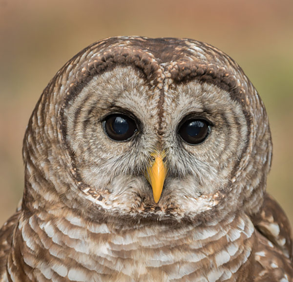 Barn Owl