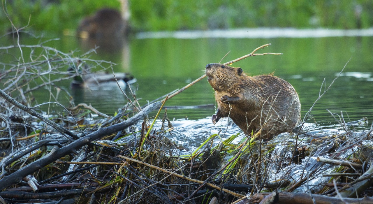 North American Beaver