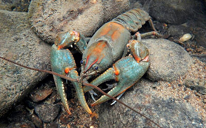 Big Sandy Crayfish