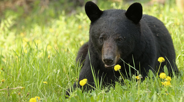 Black Bear