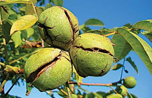 Black Walnut