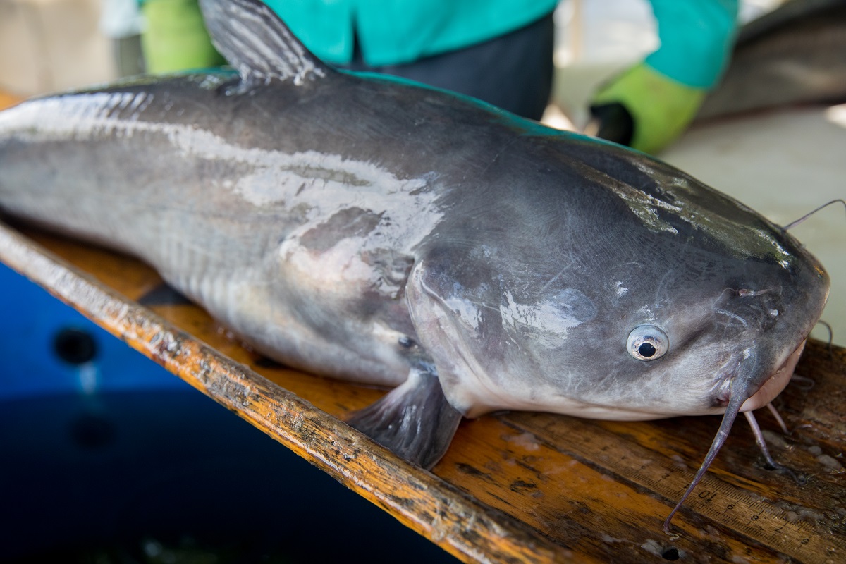 Blue Catfish