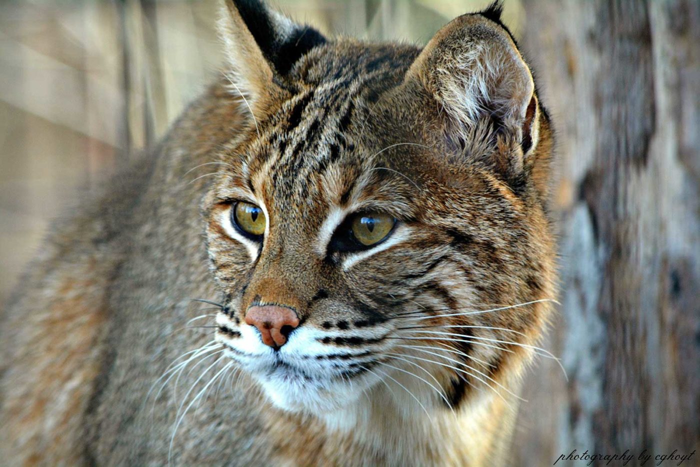 Bobcat