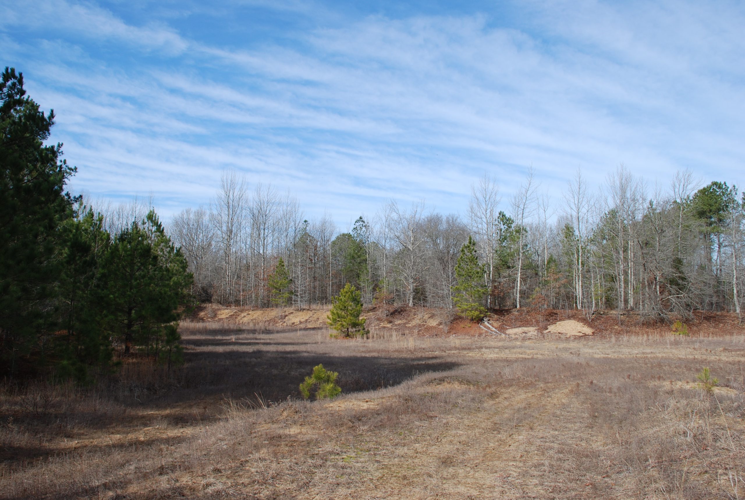 Cactus Hill Site