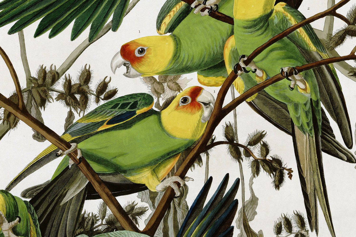 Carolina Parakeet