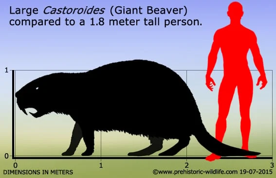 Giant Beaver Size