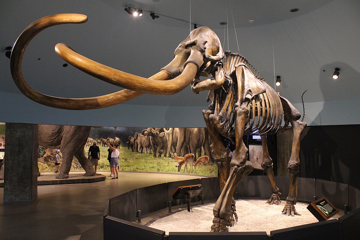 Columbian Mammoth 1