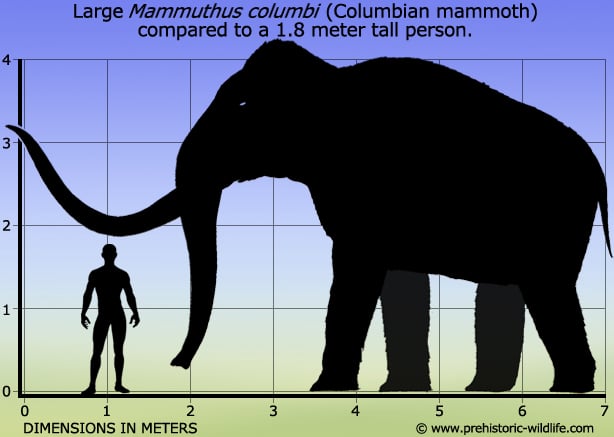 Columbian Mammoth 2