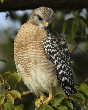Cooper's Hawk