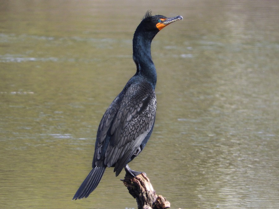 Double-crested Cormorant