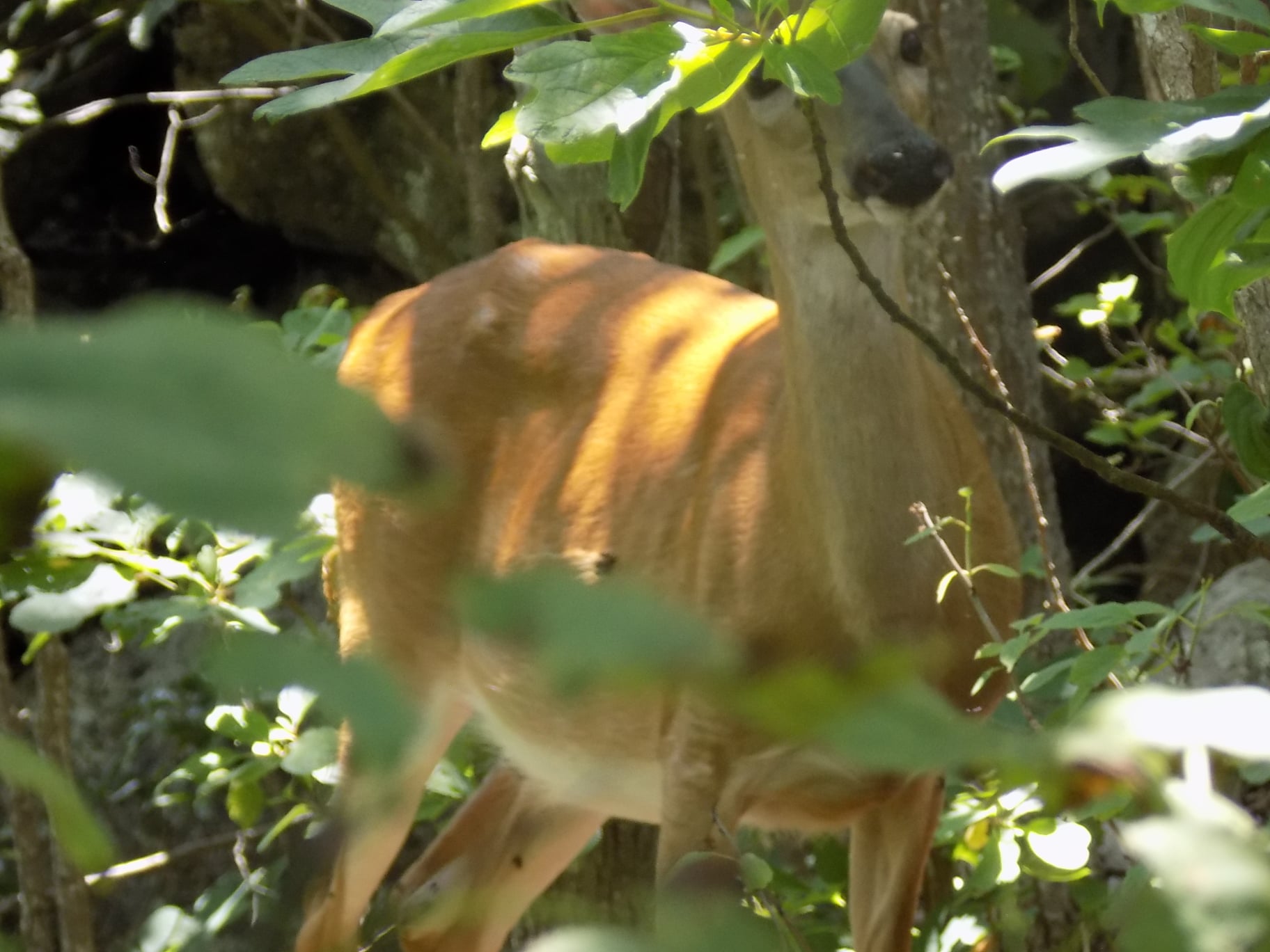White-tailed Deer
