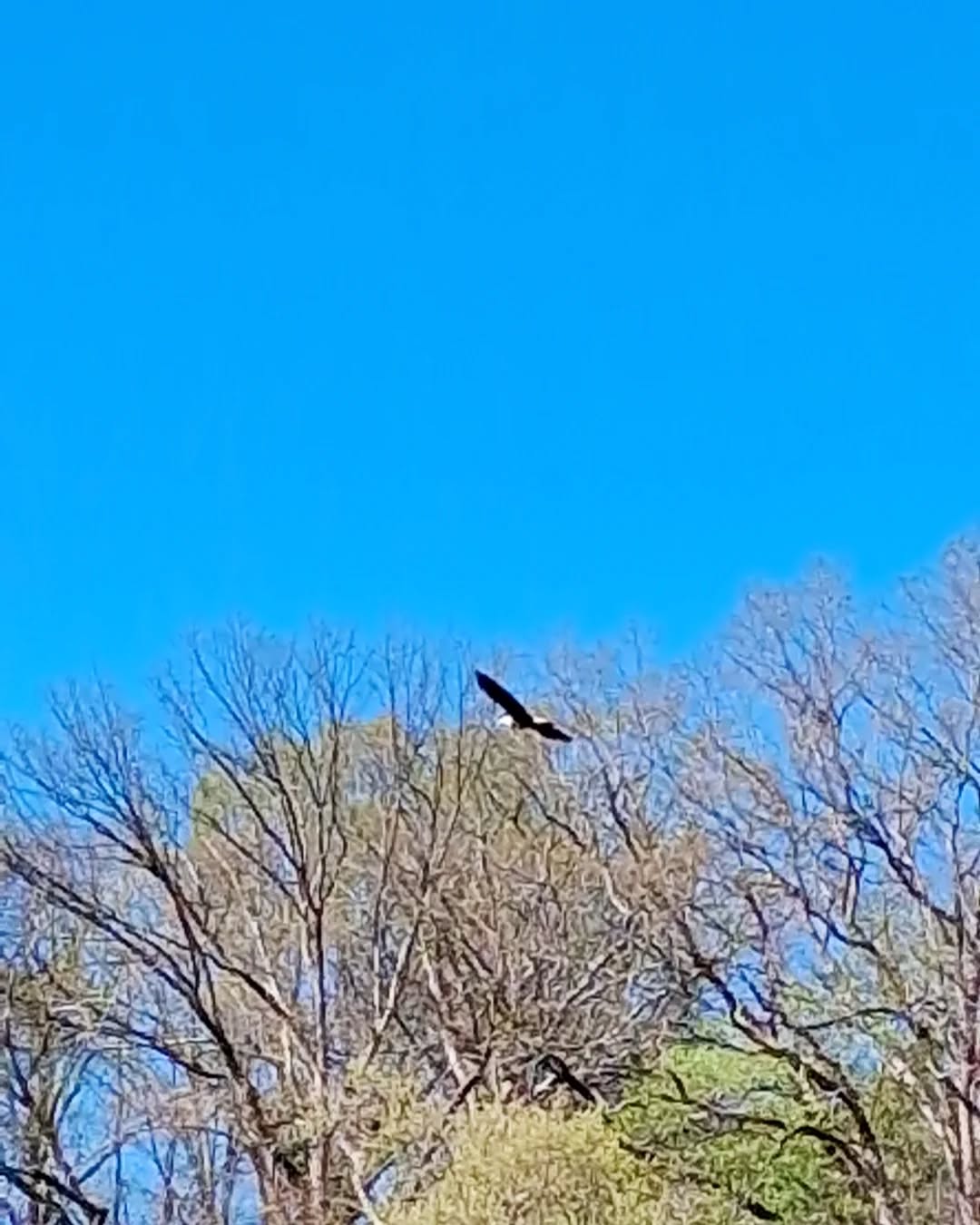 Bald Eagle