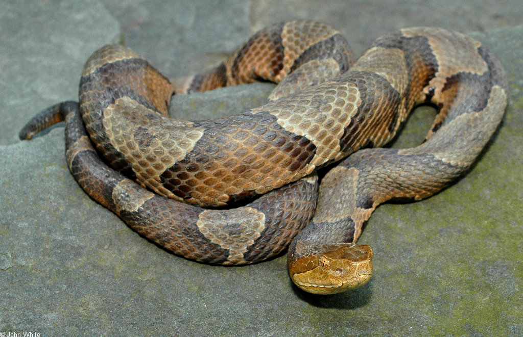 Eastern Copperhead