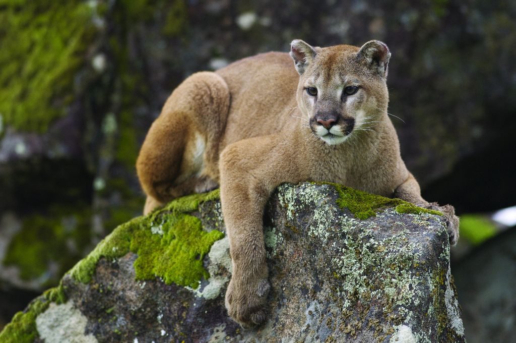 Eastern Cougar