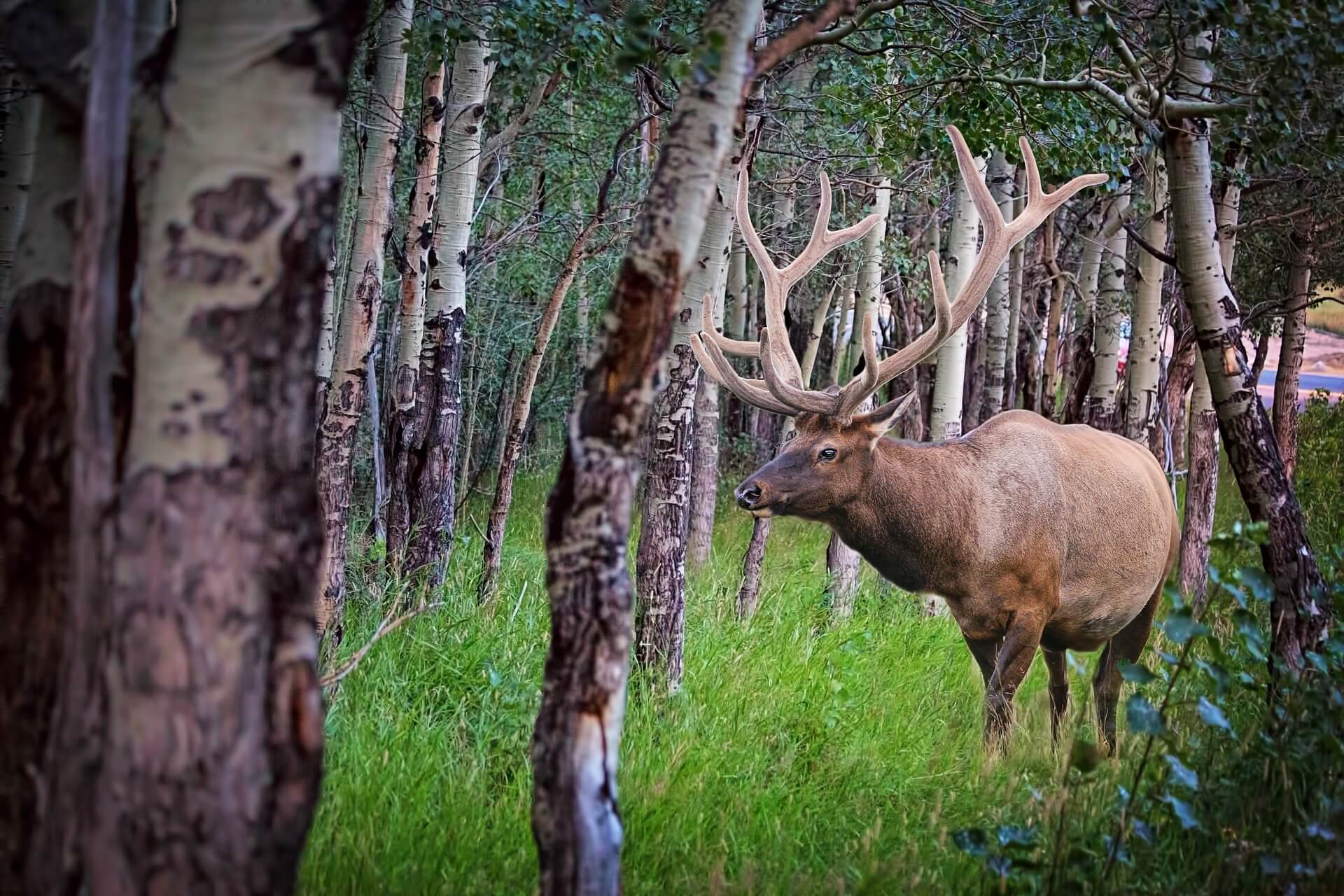 Eastern Elk