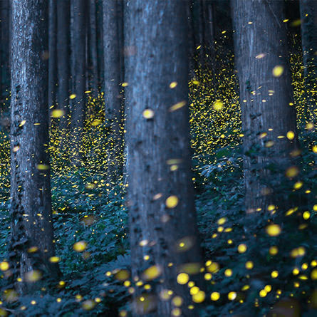 Fireflies