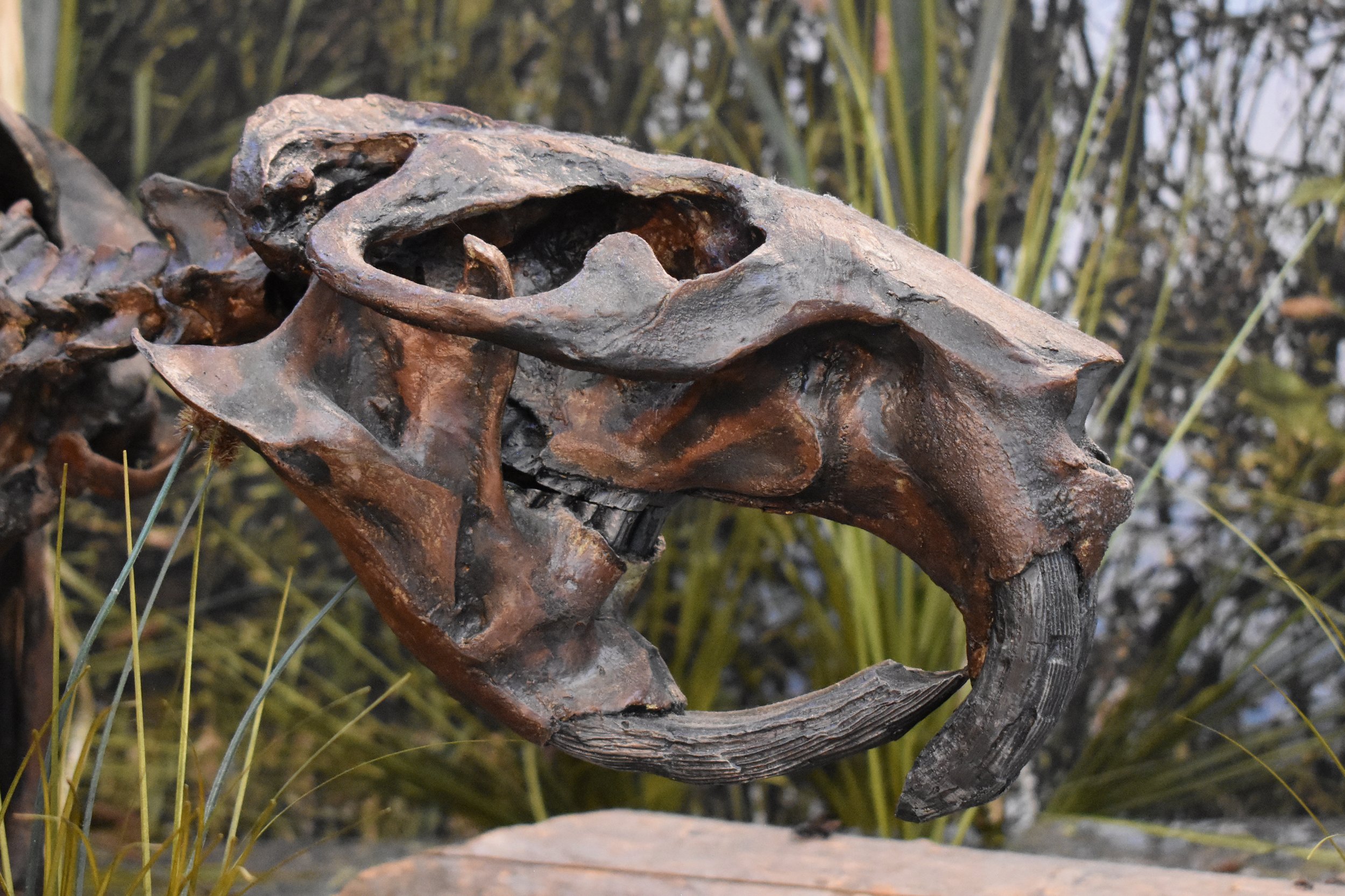 Giant Beaver