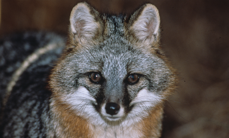 Gray Fox