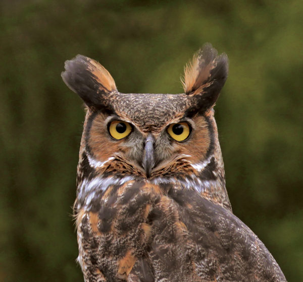 Great Horned Owl