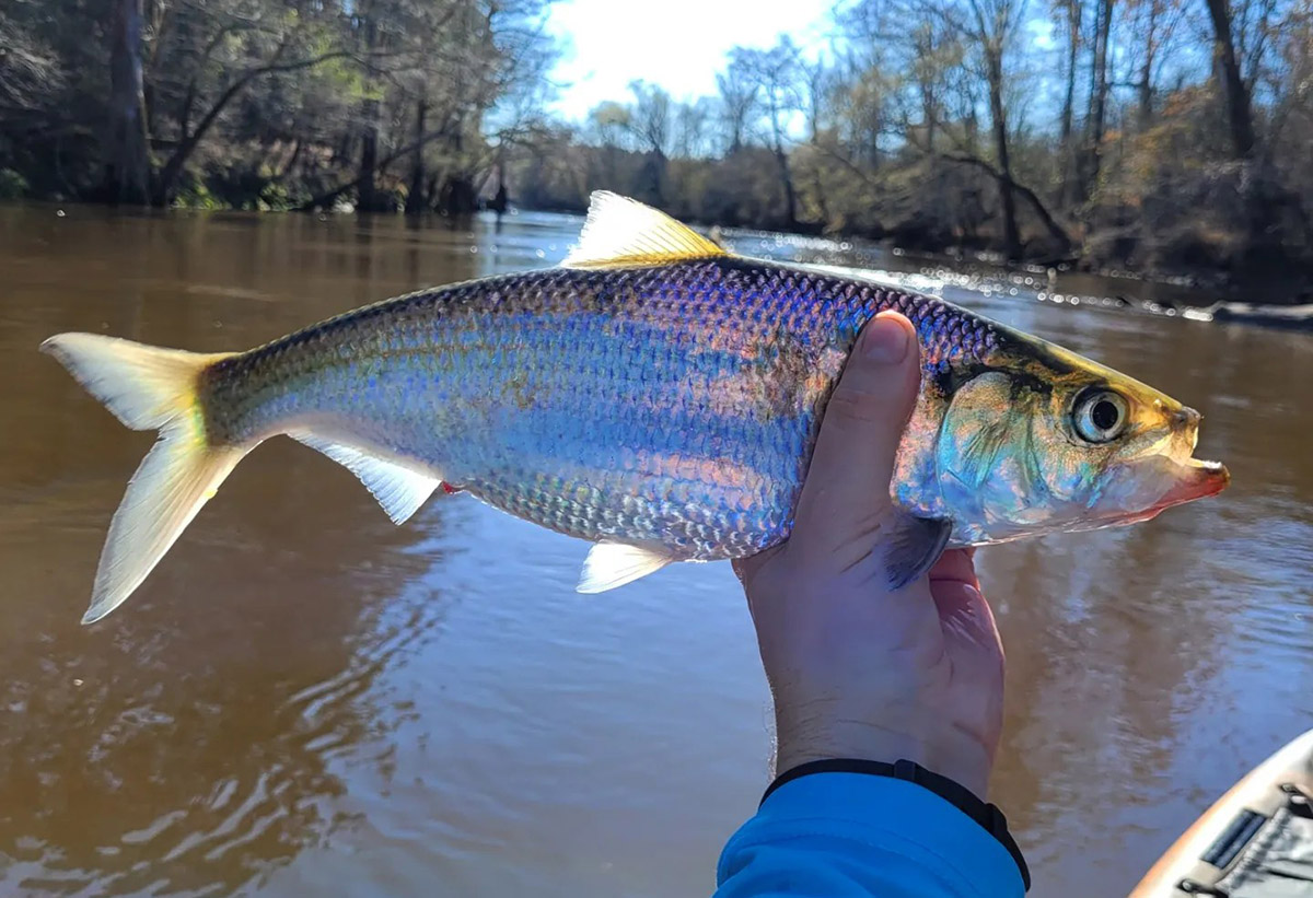 Hickory Shad