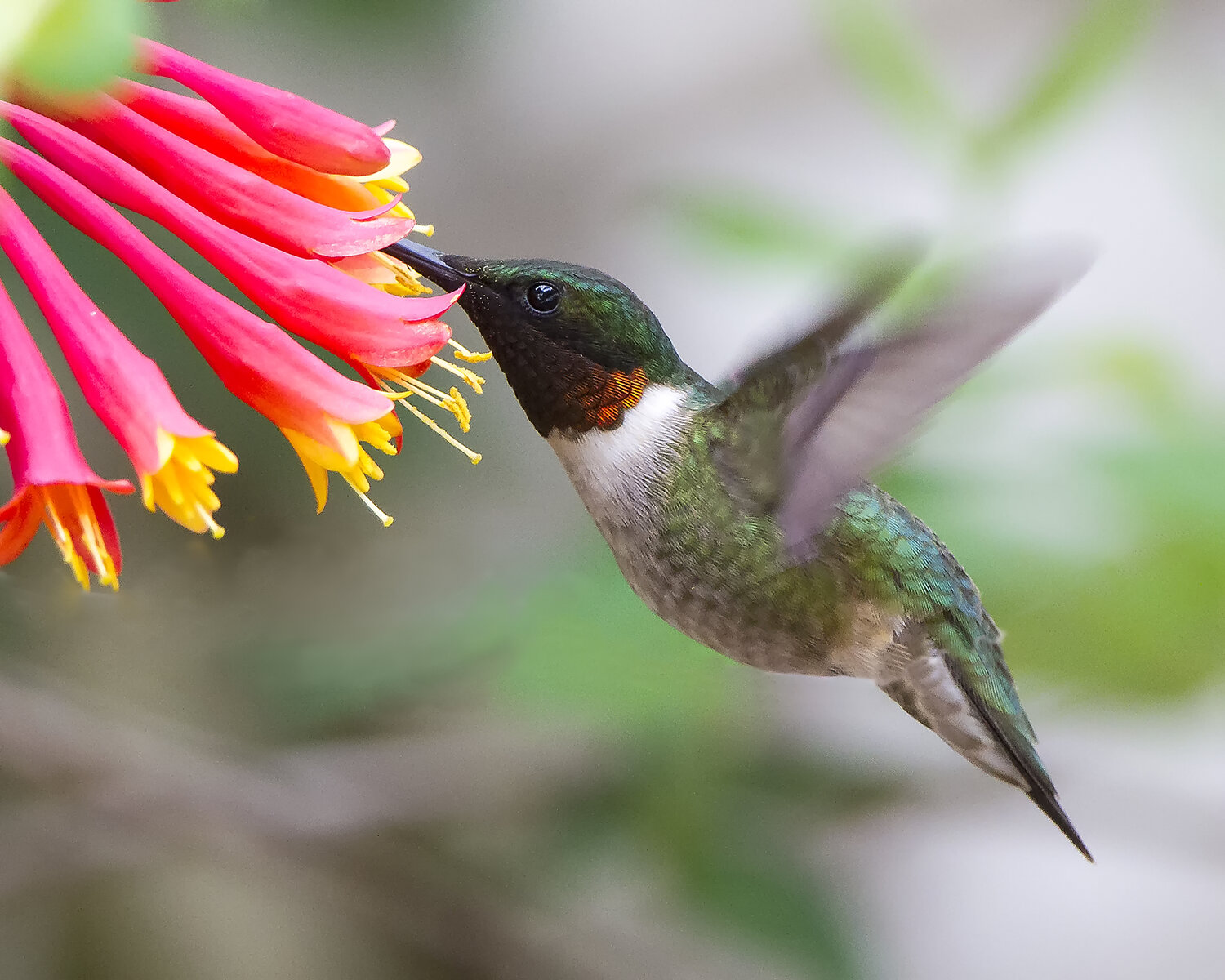Ruby-throated Hummingbird