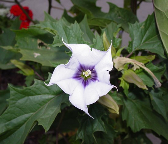 Jimsonweed - Sacred Plant Medicine