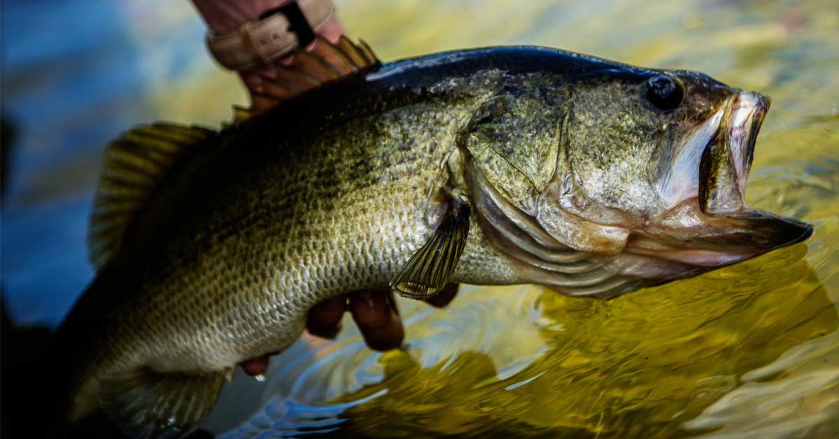 Largemouth Bass