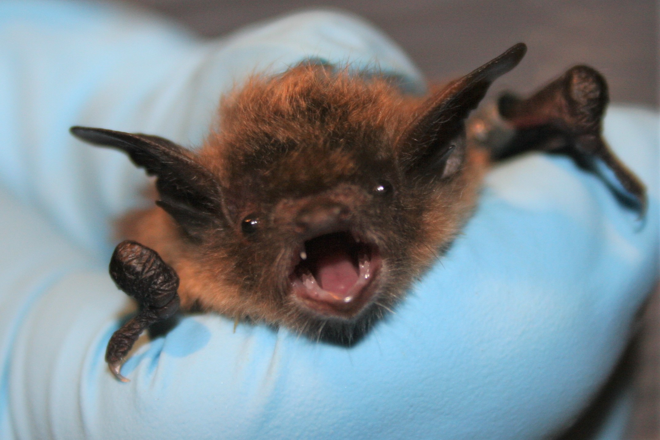 Little Brown Bat