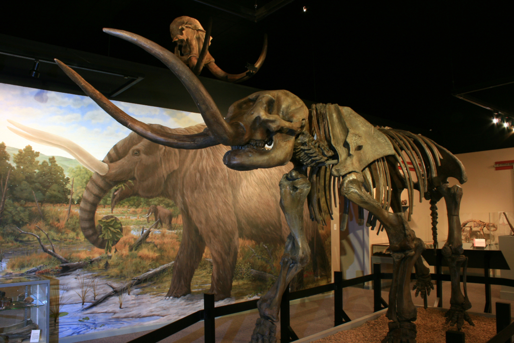 Mastodon Skeleton