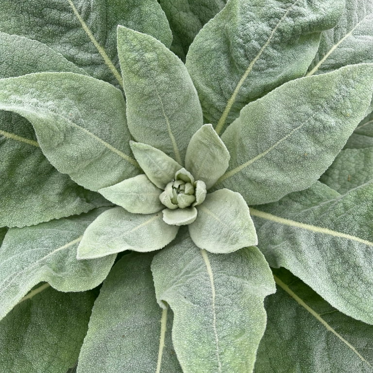 Mullein