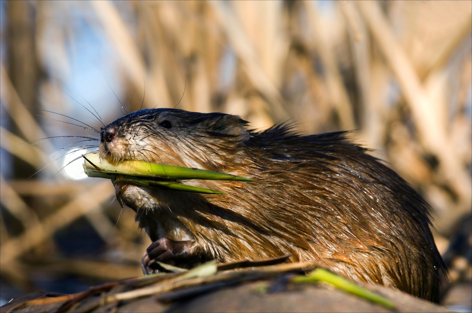 Muskrat