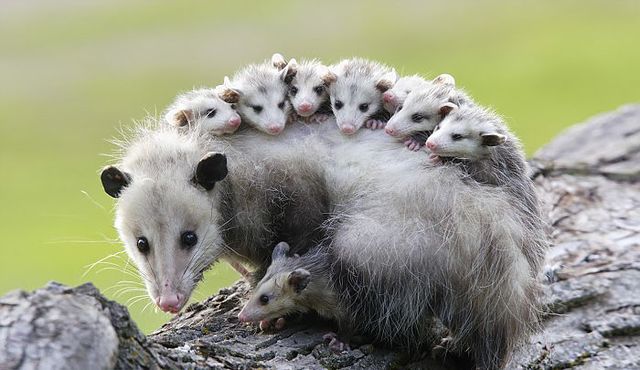 Virginia Opossum
