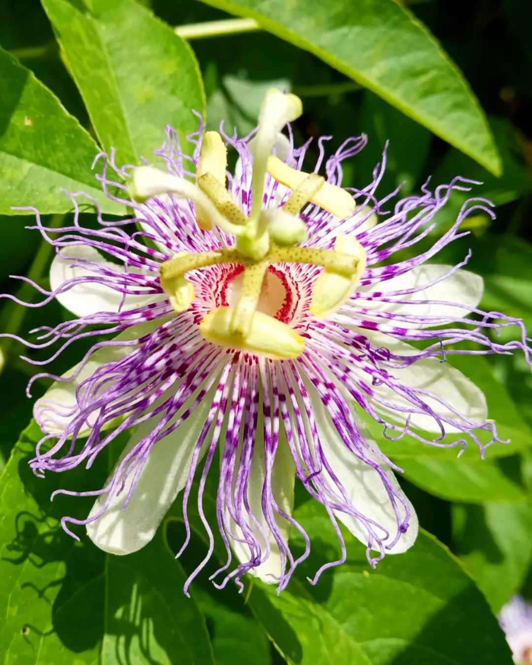Passion Flower