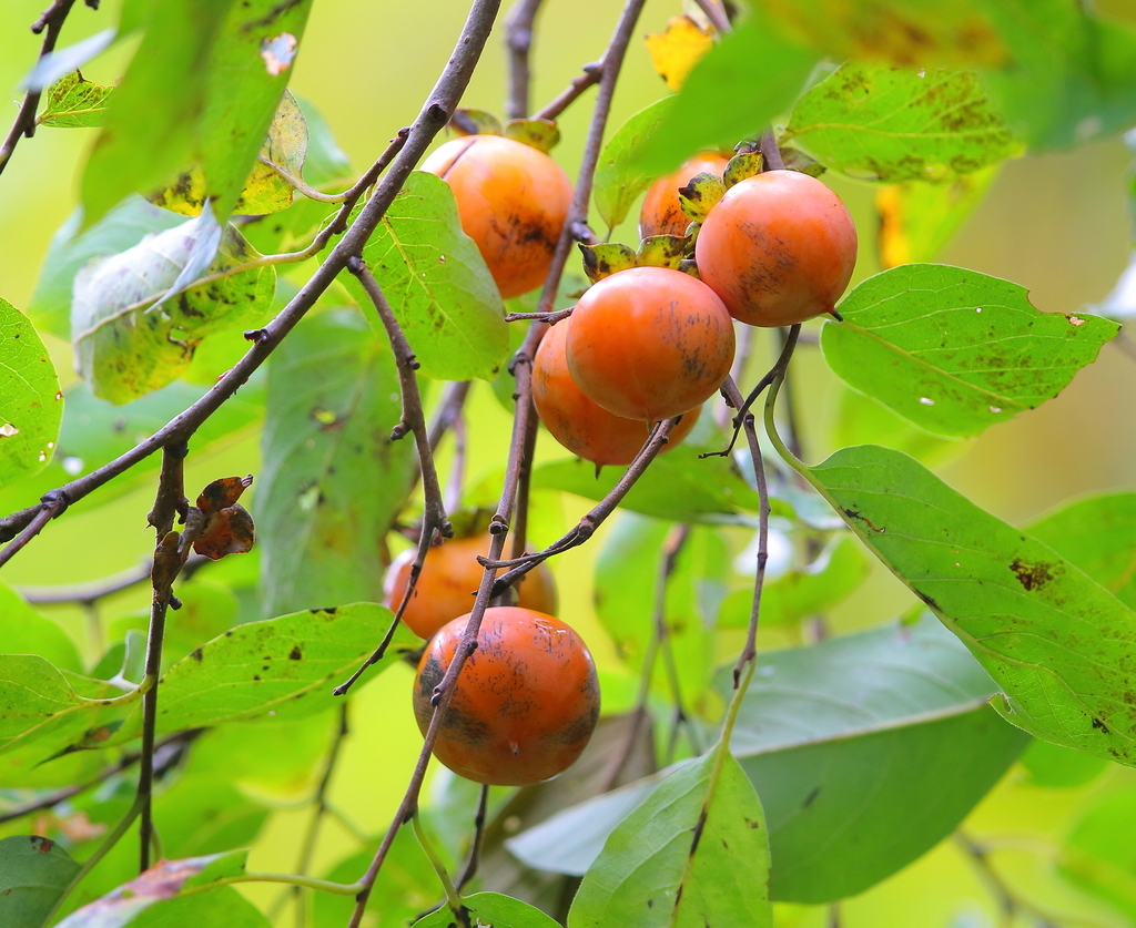 Virginia Persimmon