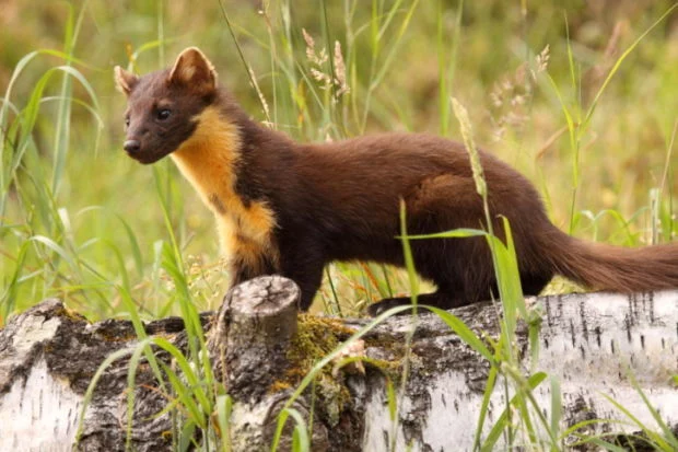 American Pine Marten