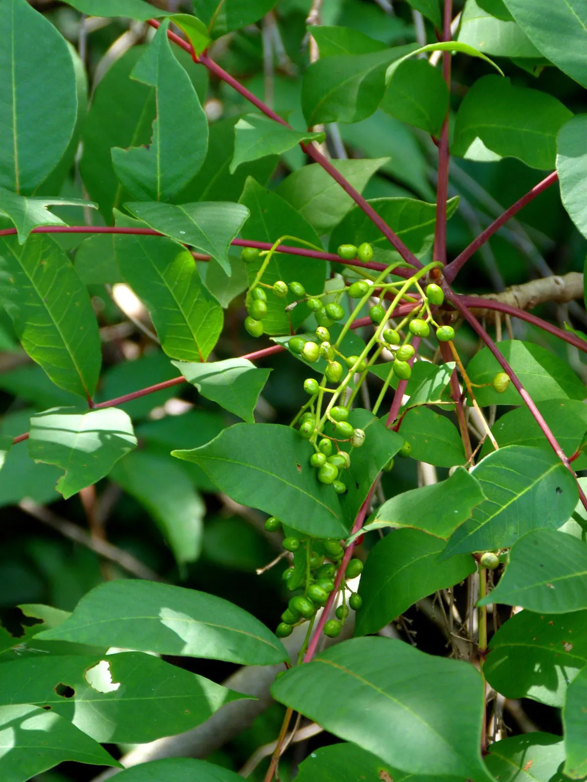 Poison Sumac