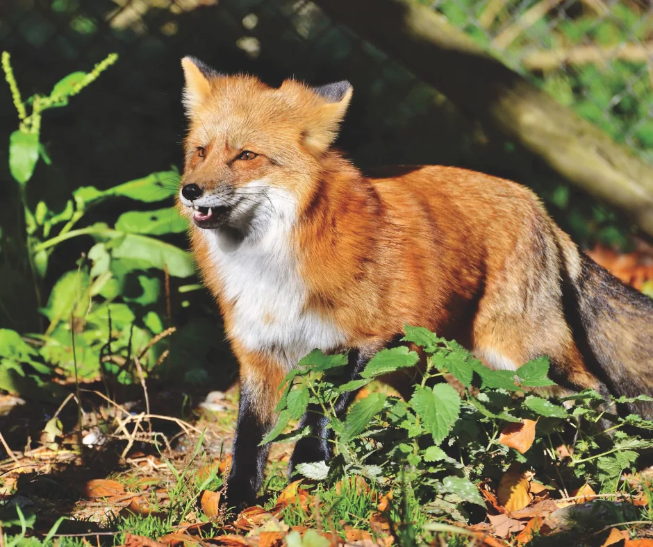 Red Fox