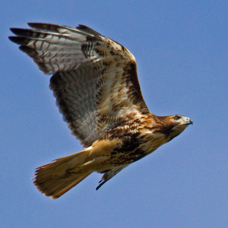 Red-tailed Hawk