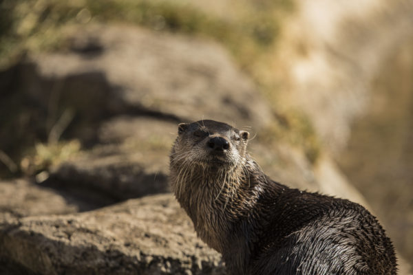 North American River Otter