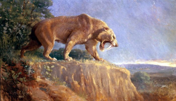 Saber-tooth Cat 1