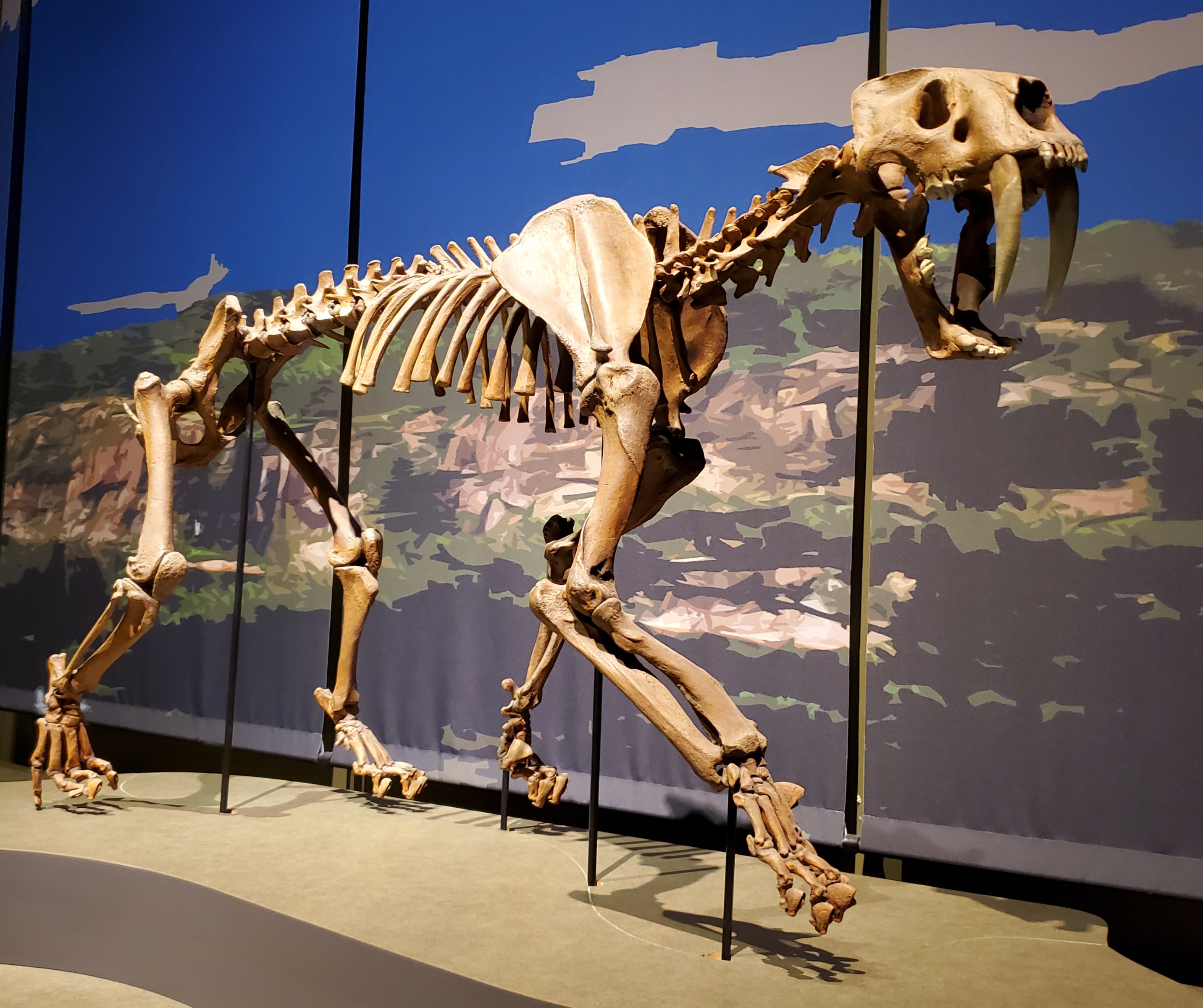 Saber-tooth Cat 2